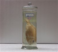 藏品(魬鯛)的圖片